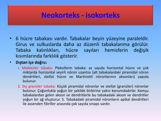 Neokorteks - isokorteks

• 6 hücre tabakası vardır. Tabakalar beyin yüzeyine paraleldir.
  Girus ve sulkuslarda daha az düzenli tabakalanma görülür.
  Tabaka kalınlıkları, hücre sayıları hemisferin değişik
  kısımlarında farklılık gösterir.
• Dıştan içe doğru:
    1. Moleküler tabaka: Pleksiform tabaka: az sayıda horizontal hücre ve çok
       miktarda horizontal seyirli nöron uzantısı (alt tabakalardaki piramidal nöron
       dendritleri, stellat hücre ve Martinotti nöronlarının aksonları) yapıda
       bulunur.
    2. Dış granüler tabaka: Küçük piramidal nöronlar ve stellat (granüler) nöronlar
       bulunur. Çoğunlukla yoğun bir şekilde birbirine yakın konumdadırlar. Komşu
       tabakalardan gelen akson ve dendritlerle bu tabakadaki akson ve dendritler
       yoğun bir ağ oluşturur. 5. Tabakadaki piramidal nöronların apikal dendritleri
       ile assenden fibriller arasında çok sayıda sinaps vardır.
 