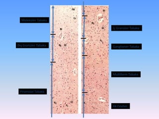 Moleküler Tabaka

                      İç Granüler Tabaka



Dış Granüler Tabaka   Ganglioner Tabaka




                      Multiform Tabaka



 Piramidal Tabaka



                      Ak Cevher
 