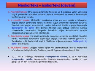 Neokorteks – isokorteks (devam)
3. Piramidal tabaka: Orta çapta piramidal hücreler ve 2 tabakaya yakın yerleşmiş
    küçük piramidal nöronlar bulunur. Ayrıca horizontal ve vertikal konumdaki
    fuziform nöron yer alır.
4. İç granüler tabaka: Moleküler tabakadan sonra en ince tabaka 4 tabakadır.
    Başlıca stellat (granüler) nöron, nadiren küçük piramidal nöronlar bulunur.
    Yine hücreler yoğun yerleşimlidir. Horizontal seyirli fibrillerin yoğunlaşmasıyla
    Baillarger'in dış bandı diye bilinen fibriller alan ortaya çıkmıştır. Komşu
    tabakalarda, subkortikal bölgede, korteksin diğer kısımlarında yerleşik
    nöronların horizontal seyirli nöritleridir.
5. Gangliyonik tabaka: En büyük piramidal nöronlar, az sayıda da stellat hücreler
    vardır. Piramidal nöronların büyüklüğü değişik alanlarda farklılık gösterir. 4.
    Tabakadaki gibi horizontal seyirli fibrillerin yoğunlaşmasıyla Baillarger'in iç
    bandı oluşmuştur.
6. Multiform tabaka: Değişik nöron tipleri ve uzantılarından oluşur. Martinotti
   nöronları en belirginleridir. Fuziform, ovoid, üçgenimsi somalar görülür.

•   1., 2. ve 3. tabakaya beraberce subragranüler tabaka, 5. ve 6. tabakaya
    infragranüler tabaka denmektedir. İnsanda supragranüler tabaka en son
    gelişir ve en ileri farklılanma gösteren tabakadır,
 