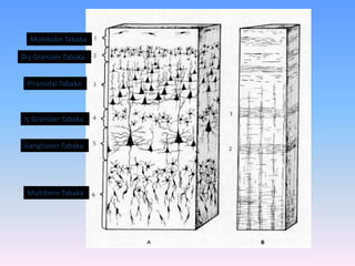Moleküler Tabaka

Dış Granüler Tabaka


 Piramidal Tabaka



İç Granüler Tabaka


Ganglioner Tabaka




 Multiform Tabaka
 