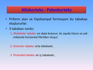 Allokorteks - Paleokorteks
• Priform alan ve hipokampal formasyon bu tabakayı
  oluştururlar.
• 3 tabakası vardır;
  1. Moleküler tabaka: en dışta bulunur. Az sayıda hücre ve çok
     miktarda horizontal fibrilden oluşur.

  2. Granuler tabaka: orta tabakadır,

  3. Piramidal tabaka: en iç tabakadır,
 