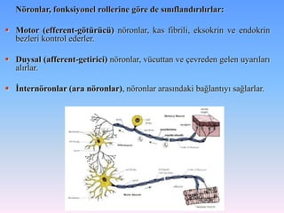 Nöronlar, fonksiyonel rollerine göre de sınıflandırılırlar:

 Motor (efferent-götürücü) nöronlar, kas fibrili, eksokrin ve endokrin
  bezleri kontrol ederler.

 Duysal (afferent-getirici) nöronlar, vücuttan ve çevreden gelen uyarıları
  alırlar.

 İnternöronlar (ara nöronlar), nöronlar arasındaki bağlantıyı sağlarlar.
 
