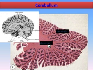 Cerebellum




              Gri Cevher




  Ak Cevher
 