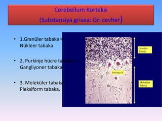 Cerebellum Korteksi
           (Substansiya grisea: Gri cevher)

• 1.Granüler tabaka =
  Nükleer tabaka                                      Granüler
                                                      Tabaka



• 2. Purkinje hücre tabakası =
  Gangliyoner tabaka
                                        Purkinje H.



• 3. Moleküler tabaka =                               Moleküler
                                                      Tabaka
  Pleksiform tabaka.
 