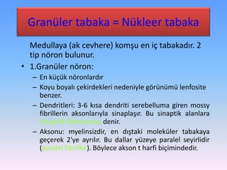 Granüler tabaka = Nükleer tabaka
  Medullaya (ak cevhere) komşu en iç tabakadır. 2
  tip nöron bulunur.
• 1.Granüler nöron:
   – En küçük nöronlardır
   – Koyu boyalı çekirdekleri nedeniyle görünümü lenfosite
     benzer.
   – Dendritleri: 3-6 kısa dendriti serebelluma giren mossy
     fibrillerin aksonlarıyla sinaplaşır. Bu sinaptik alanlara
     Sinaptik Glomerulus denir.
   – Aksonu: myelinsizdir, en dıştaki moleküler tabakaya
     geçerek 2'ye ayrılır. Bu dallar yüzeye paralel seyirlidir
     (paralel fibriller). Böylece akson t harfi biçimindedir.
 