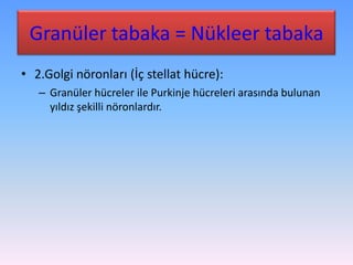 Granüler tabaka = Nükleer tabaka
• 2.Golgi nöronları (İç stellat hücre):
   – Granüler hücreler ile Purkinje hücreleri arasında bulunan
     yıldız şekilli nöronlardır.
 
