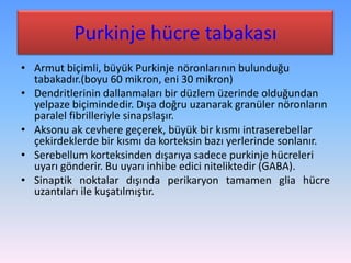 Purkinje hücre tabakası
• Armut biçimli, büyük Purkinje nöronlarının bulunduğu
  tabakadır.(boyu 60 mikron, eni 30 mikron)
• Dendritlerinin dallanmaları bir düzlem üzerinde olduğundan
  yelpaze biçimindedir. Dışa doğru uzanarak granüler nöronların
  paralel fibrilleriyle sinapslaşır.
• Aksonu ak cevhere geçerek, büyük bir kısmı intraserebellar
  çekirdeklerde bir kısmı da korteksin bazı yerlerinde sonlanır.
• Serebellum korteksinden dışarıya sadece purkinje hücreleri
  uyarı gönderir. Bu uyarı inhibe edici niteliktedir (GABA).
• Sinaptik noktalar dışında perikaryon tamamen glia hücre
  uzantıları ile kuşatılmıştır.
 