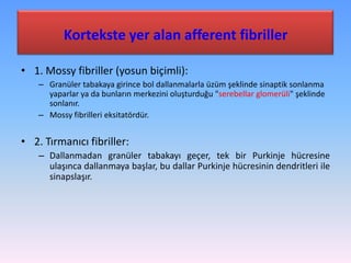 Kortekste yer alan afferent fibriller

• 1. Mossy fibriller (yosun biçimli):
    – Granüler tabakaya girince bol dallanmalarla üzüm şeklinde sinaptik sonlanma
      yaparlar ya da bunların merkezini oluşturduğu "serebellar glomerüli" şeklinde
      sonlanır.
    – Mossy fibrilleri eksitatördür.


• 2. Tırmanıcı fibriller:
    – Dallanmadan granüler tabakayı geçer, tek bir Purkinje hücresine
      ulaşınca dallanmaya başlar, bu dallar Purkinje hücresinin dendritleri ile
      sinapslaşır.
 