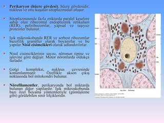    Perikaryon (hücre gövdesi), hücre gövdesidir,
    nukleus ve onu kuşatan sitoplazmadan oluşur.

   Sitoplazmasında fazla miktarda paralel keselere
    sahip olan ribozomal endoplazmik retikulum
    (RER), poliribozomlar, yapısal ve taşıyıcı
    proteinler bulunur.

   Işık mikroskobunda RER ve serbest ribozomlar
    bazofilik granüller olarak boyanırlar ve bu
    yapılar Nissl cisimcikleri olarak adlandırılırlar.

   Nissl cisimciklerinin sayısı, nöronun tipine ve
    işlevine göre değişir. Motor nöronlarda oldukça
    fazladır.

   Golgi    kompleksi,     nukleus    çevresinde
    konumlanmıştır.      Özellikle akson çıkış
    noktasında bol mitokondri bulunur.

   Nörofilamentler, perikaryonda bol miktarda
    bulunan diğer yapılardır. Işık mikroskobunda
    bazı özel boyama yöntemleriyle (gümüşleme
    gibi) görülebilen sinir lifçikleridir.
 