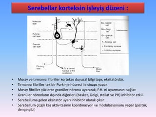 Serebellar korteksin işleyiş düzeni :




•   Mossy ve tırmanıcı fibriller kortekse duyusal bilgi taşır, eksitatördür.
•   Tırmanıcı fibriller tek bir Purkinje hücresi ile sinaps yapar
•   Mossy fibriller yüzlerce granüler nöronu uyararak, P.H. ni uyarmasını sağlar.
•   Granüler nöronların dışında diğerleri (basket, Golgi, stellat ve PH) inhibitör etkili.
•   Serebelluma gelen eksitatör uyarı inhibitör olarak çıkar.
•   Serebellum çizgili kas aktivitesinin koordinasyon ve modülasyonunu yapar (postür,
    denge gibi)
 