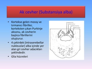 Ak cevher (Substansiya alba)

• Kortekse gelen mossy ve
  tırmanıcı fibriller,
  korteksten çıkan Purkinje
  aksonu, ak cevherin
  başlıca fibrillerini
  oluşturur.
• 4 çekirdek (intraserebellar
  nukleuslar) alba içinde yer
  alan gri cevher adacıkları
  şeklindedir.
• Glia hücreleri
 
