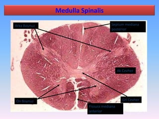 Medulla Spinalis

Arka Boynuz                          Septum mediana
                                     posterior




                                           Ak Cevher




Ön Boynuz                                    Gri Cevher
                         Fissura mediana
                         anterior
 