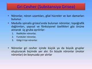 Gri Cevher (Substansiya Grisea)
• Nöronlar, nöron uzantıları, glial hücreler ve kan damarları
  bulunur.
• Medulla spinalis grizea’sında bulunan nöronlar; topoğrafik
  dağılımları, yapısal ve fönksiyonel özellikleri göz önüne
  alınarak üç gruba ayrılırlar:
   1.   Radiküler nöronlar,
   2.   Funiküler nöronlar,
   3.   Gölgi II tipi nöronlar.


• Nöronlar gri cevher içinde küçük ya da büyük gruplar
  oluşturacak biçimde yer alır. En büyük nöronlar (motor
  nöronlar) ön boynuzda yer alırlar
 