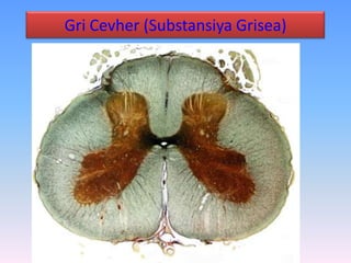 Gri Cevher (Substansiya Grisea)
 