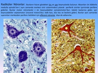 Radiküler Nöronlar:          Bunların hücre gövdeleri ön ve yan boynuzlarda bulunur. Aksonları ön köklerle
medulla spinalis’ten ( aynı zamanda merkezi sinir sisteminden) çıkarak periferik sinirler içerisinde perifere
giderler. Bunlar motor nöronlardır ( ön boynuzdakiler somatomotor’dur; iskelet kaslarına gider, yan
boynuzdakiler vejetamotor (visceral motor)’dur; kalb kası, düz kas ve bezlere gider). Bunlar aynı zamanda
uyarımları merkezden perifere ilettikleri için efferent nöronlar diye de adlanırlar.
 