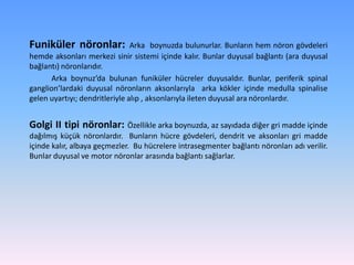 Funiküler nöronlar:             Arka boynuzda bulunurlar. Bunların hem nöron gövdeleri
hemde aksonları merkezi sinir sistemi içinde kalır. Bunlar duyusal bağlantı (ara duyusal
bağlantı) nöronlarıdır.
       Arka boynuz’da bulunan funiküler hücreler duyusaldır. Bunlar, periferik spinal
ganglion’lardaki duyusal nöronların aksonlarıyla arka kökler içinde medulla spinalise
gelen uyartıyı; dendritleriyle alıp , aksonlarıyla ileten duyusal ara nöronlardır.


Golgi II tipi nöronlar: Özellikle arka boynuzda, az sayıdada diğer gri madde içinde
dağılmış küçük nöronlardır. Bunların hücre gövdeleri, dendrit ve aksonları gri madde
içinde kalır, albaya geçmezler. Bu hücrelere intrasegmenter bağlantı nöronları adı verilir.
Bunlar duyusal ve motor nöronlar arasında bağlantı sağlarlar.
 