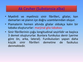 Ak Cevher (Substansia alba)
• Myelinli ve myelinsiz sinir fibrilleri, glialar, kan
  damarları ve pianın içe doğru uzantılarından oluşur.
• Piamaterin hemen altında glialar oldukça kalın bir
  tabaka oluştururlar: marjinal glia tabakası.
• Sinir fibrillerinin çoğu longitudinal seyirlidir ve başlıca
  3 demet oluştururlar. Bunlara funikulus denir (yerine
  göre ön, arka, lateral). Funikulusları yapan daha
  küçük sinir fibrilleri demetine de fasikulus
  denmektedir.
 