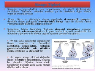Sinaps Tipleri
 Sinapslar (synapsis-birlik), sinir impulslarının tek yönlü iletilmesinden
  sorumludur. Sinapslar, nöronlar arasında ya da nöronlarla diğer efektör
  organlar arasında oluşur.

 Akson, hücre ve gövdesiyle sinaps yaptığında akso-somatik sinapslar;
  dendritle sinaps yaptığında akso-dendritik sinaps veya bir aksonla sinaps
  yaptığında akso-aksonik sinaps adını alır.

 Sinapsların büyük bölümünü oluşturan kimyasal sinapslarda, uyarının
  iletilmesinde nörotransmitterler rol oynar; bunlar kimyasal maddelerdir, bir
  nörondan diğerine ya da efektör organa uyarının geçmesini sağlarlar.

    40’ tan fazla transmitter saptanmıştır.
   Bunlar      arasında    en   önemlileri,
   asetilkolin, norepinefrin, histamin,
   gama-aminobütirik asit (GABA),
   glisin, serotonin ve glutamat’ tır.

    Az sayıda sinaps, iletileri doğrudan
   ileten elektriksel sinapslardır, elektriği
   bir hücreden diğerine ileten direkt
   kanallardır. Bunların çoğu küçük protein
   tübüllerinden oluşur.
 