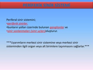 PERİFERİK SİNİR SİSTEMİ

Periferal sinir sistemini;
•periferik sinirler,
•bunların yolları üzerinde bulunan ganglionlar ve
•sinir sonlanmaları (sinir uçları)oluşturur.


***Uyarımların merkezi sinir sistemine veya merkezi sinir
sisteminden ilgili organ veya alt birimlere taşınmasını sağlarlar.***
 