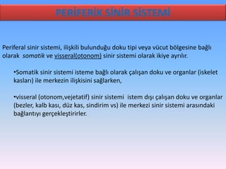 PERİFERİK SİNİR SİSTEMİ

Periferal sinir sistemi, ilişkili bulunduğu doku tipi veya vücut bölgesine bağlı
olarak somatik ve visseral(otonom) sinir sistemi olarak ikiye ayrılır.

    •Somatik sinir sistemi isteme bağlı olarak çalışan doku ve organlar (iskelet
    kasları) ile merkezin ilişkisini sağlarken,

    •visseral (otonom,vejetatif) sinir sistemi istem dışı çalışan doku ve organlar
    (bezler, kalb kası, düz kas, sindirim vs) ile merkezi sinir sistemi arasındaki
    bağlantıyı gerçekleştirirler.
 