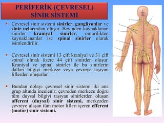 PERİFERİK (ÇEVRESEL)
        SİNİR SİSTEMİ
 Çevresel sinir sistemi sinirler, gangliyonlar ve
  sinir uçlarından oluşur. Beyinden kaynaklanan
  sinirler   kraniyal      sinirler,   omurilikten
  kaynaklananlar ise spinal sinirler olarak
  isimlendirilir.

 Çevresel sinir sistemi 13 çift kraniyal ve 31 çift
  spinal olmak üzere 44 çift sinirden oluşur.
  Kraniyal ve spinal sinirler ile bu sinirlerin
  dalları bilgiyi merkeze veya çevreye taşıyan
  liflerden oluşurlar.

 Bundan dolayı çevresel sinir sistemi iki ana
  grup altında incelenir; çevreden merkeze doğru
  tüm duysal bilgiyi taşıyan sinirlerden oluşan
  afferent (duysal) sinir sistemi, merkezden
  çevreye ulaşan tüm motor lifleri içeren efferent
  (motor) sinir sistemi.
 