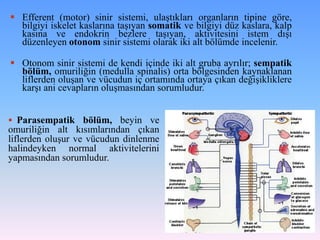  Efferent (motor) sinir sistemi, ulaştıkları organların tipine göre,
  bilgiyi iskelet kaslarına taşıyan somatik ve bilgiyi düz kaslara, kalp
  kasına ve endokrin bezlere taşıyan, aktivitesini istem dışı
  düzenleyen otonom sinir sistemi olarak iki alt bölümde incelenir.

 Otonom sinir sistemi de kendi içinde iki alt gruba ayrılır; sempatik
  bölüm, omuriliğin (medulla spinalis) orta bölgesinden kaynaklanan
  liflerden oluşan ve vücudun iç ortamında ortaya çıkan değişikliklere
  karşı ani cevapların oluşmasından sorumludur.


 Parasempatik bölüm, beyin ve
omuriliğin alt kısımlarından çıkan
liflerden oluşur ve vücudun dinlenme
halindeyken normal aktivitelerini
yapmasından sorumludur.
 