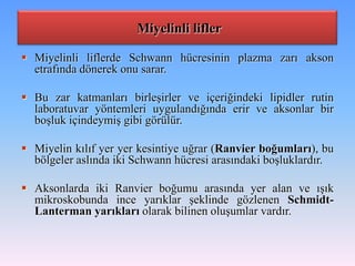 Miyelinli lifler

 Miyelinli liflerde Schwann hücresinin plazma zarı akson
  etrafında dönerek onu sarar.

 Bu zar katmanları birleşirler ve içeriğindeki lipidler rutin
  laboratuvar yöntemleri uygulandığında erir ve aksonlar bir
  boşluk içindeymiş gibi görülür.

 Miyelin kılıf yer yer kesintiye uğrar (Ranvier boğumları), bu
  bölgeler aslında iki Schwann hücresi arasındaki boşluklardır.

 Aksonlarda iki Ranvier boğumu arasında yer alan ve ışık
  mikroskobunda ince yarıklar şeklinde gözlenen Schmidt-
  Lanterman yarıkları olarak bilinen oluşumlar vardır.
 