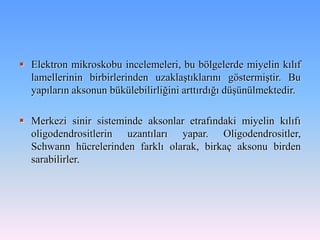  Elektron mikroskobu incelemeleri, bu bölgelerde miyelin kılıf
  lamellerinin birbirlerinden uzaklaştıklarını göstermiştir. Bu
  yapıların aksonun bükülebilirliğini arttırdığı düşünülmektedir.

 Merkezi sinir sisteminde aksonlar etrafındaki miyelin kılıfı
  oligodendrositlerin uzantıları yapar. Oligodendrositler,
  Schwann hücrelerinden farklı olarak, birkaç aksonu birden
  sarabilirler.
 
