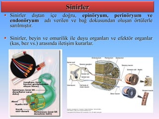 Sinirler
 Sinirler dıştan içe doğru, epinöryum, perinöryum ve
  endonöryum adı verilen ve bağ dokusundan oluşan örtülerle
  sarılmıştır.

 Sinirler, beyin ve omurilik ile duyu organları ve efektör organlar
  (kas, bez vs.) arasında iletişim kurarlar.
 
