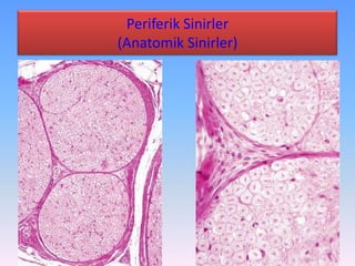 Periferik Sinirler
(Anatomik Sinirler)
 