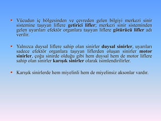  Vücudun iç bölgesinden ve çevreden gelen bilgiyi merkezi sinir
  sistemine taşıyan liflere getirici lifler; merkezi sinir sisteminden
  gelen uyarıları efektör organlara taşıyan liflere götürücü lifler adı
  verilir.

 Yalnızca duysal liflere sahip olan sinirler duysal sinirler, uyarıları
  sadece efektör organlara taşıyan liflerden oluşan sinirler motor
  sinirler, çoğu sinirde olduğu gibi hem duysal hem de motor liflere
  sahip olan sinirler karışık sinirler olarak isimlendirilirler.

 Karışık sinirlerde hem miyelinli hem de miyelinsiz aksonlar vardır.
 
