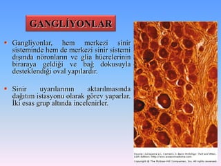 GANGLİYONLAR
 Gangliyonlar, hem merkezi sinir
  sisteminde hem de merkezi sinir sistemi
  dışında nöronların ve glia hücrelerinin
  biraraya geldiği ve bağ dokusuyla
  desteklendiği oval yapılardır.

 Sinir     uyarılarının     aktarılmasında
  dağıtım istasyonu olarak görev yaparlar.
  İki esas grup altında incelenirler.
 