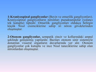 1-Kraniyospinal gangliyonlar (Beyin ve omurilik gangliyonları).
Kraniyospinal gangliyonların nöronları pseudounipolar (yalancı
tek kutuplu) tiptedir. Omurilik gangliyonları oldukça belirgin
küçük Nissl cisimciklerine sahip iri nöron gövdelerinden
oluşmuştur.

2-Otonom gangliyonlar, sempatik zincir ve kollarındaki ampul
şeklinde genişlemiş yapılardır. Bazıları otonom sinir sistemiyle
donatılan visseral organların duvarlarında yer alır. Otonom
gangliyonlar çok kutuplu ve ince Nissl taneciklerine sahip olan
nöronlardan oluşmuştur.
 