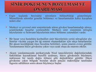 SİNİR DOKUSUNUN BOZULMASI VE
             ONARILMASI
 Ergin kuşlarda beyindeki nöronların bölünebildiği gösterilmiştir.
  Memelilerde nöronlar genelde bölünmez ve hasarlanmaları kalıcı kayıplara
  neden olur.

 Merkezi ve çevresel sinir sistemlerinde nöron gövdesi hasarlanmadığı sürece,
  uzantılardaki hasarlar yenilenebilir. Merkezi sinir sisteminin nöroglia
  hücrelerinin ve Schwann hücrelerinin mitoz bölünme yetenekleri vardır.

 Bir hasar veya hastalıkta kaybedilen sinir hücrelerinin yerini nöroglialar alır.
  Sinirler vücutta yaygın bir ağ sistemi oluşturdukları için sıkça hasarlanırlar.
  Bir akson kesildiğinde önce bozulma belirtileri, sonra onarım evresi görülür.
  Yaralanmanın hücre gövdesine yakın veya uzak oluşu da onarımı etkiler.

 Akson yaralanmasında perikaryonda Nissl taneciklerinin dağılımlarındaki
  farklılıktan kaynaklanan bazofili azalması, hücre gövdesinin büyümesi,
  nukleusun bir tarafa doğru itilmesi gibi değişiklikler görülür. Hücre
  gövdesine yakın bölgede bozulan akson parçası makrofajlar tarafından
  fagosite edildikten sonra akson büyümeye başlar.
 