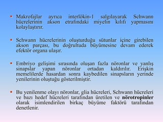  Makrofajlar ayrıca interlökin-1 salgılayarak Schwann
  hücrelerinin akson etrafındaki miyelin kılıfı yapmasını
  kolaylaştırır.

 Schwann hücrelerinin oluşturduğu sütunlar içine girebilen
  akson parçası, bu doğrultuda büyümesine devam ederek
  efektör organa ulaşır.

 Embriyo gelişimi sırasında oluşan fazla nöronlar ve yanlış
  sinapslar yapan nöronlar ortadan kaldırılır. Erişkin
  memelilerde hasardan sonra kaybedilen sinapsların yerinde
  yenilerinin oluştuğu gösterilmiştir.

 Bu yenilenme olayı nöronlar, glia hücreleri, Schwann hücreleri
  ve bazı hedef hücreleri tarafından üretilen ve nörotropinler
  olarak isimlendirilen birkaç büyüme faktörü tarafından
  denetlenir.
 