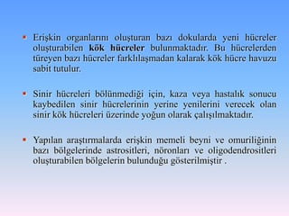  Erişkin organlarını oluşturan bazı dokularda yeni hücreler
  oluşturabilen kök hücreler bulunmaktadır. Bu hücrelerden
  türeyen bazı hücreler farklılaşmadan kalarak kök hücre havuzu
  sabit tutulur.

 Sinir hücreleri bölünmediği için, kaza veya hastalık sonucu
  kaybedilen sinir hücrelerinin yerine yenilerini verecek olan
  sinir kök hücreleri üzerinde yoğun olarak çalışılmaktadır.

 Yapılan araştırmalarda erişkin memeli beyni ve omuriliğinin
  bazı bölgelerinde astrositleri, nöronları ve oligodendrositleri
  oluşturabilen bölgelerin bulunduğu gösterilmiştir .
 