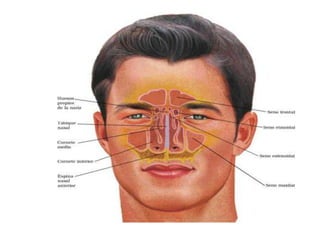 ACTUAR COMO CAJAS DE RESONANCIA PARA LA VOZ.