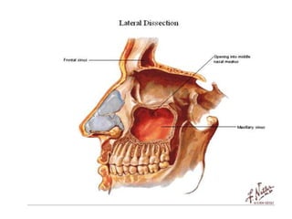  TIENE UNA FUNCION DEFENSIVA.