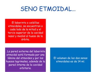 PARTICIPA EN LA FORMACION DEL CRANEO.