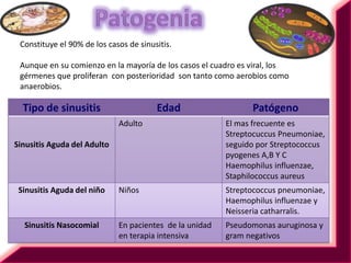 SENO ESFENOIDAL…Se encuentra en relación con  las celdas etmoidales. Su entrada se sitúa a unos 5mm por debajo de la lamina cribosa, lo que explica que su drenaje se haga exclusivamente por acción de los cilios de las células.