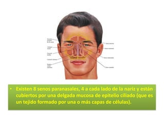 Existen 8 senos paranasales, 4 a cada lado de la nariz y están cubiertos por una delgada mucosa de epitelio ciliado (que es un tejido formado por una o más capas de células).