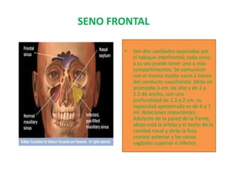 SENO FRONTAL Son dos cavidades separadas por el tabique interfrontal; cada seno, a su vez puede tener uno o más compartimentos. Se comunican con el meato medio nasal a través del conducto nasofrontal. Mide en promedio 3 cm. de alto y de 2 a 2.5 de ancho, con una profundidad de 1.5 a 2 cm. su capacidad aproximada es de 6 a 7 ml. Relaciones importantes: Adelante de la pared de la frente, abajo está la órbita y el techo de la cavidad nasal y atrás la fosa craneal anterior y los senos sagitales superior e inferior. 