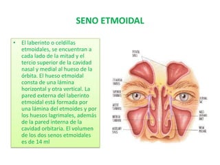 SENO ETMOIDALEl laberinto o celdillas etmoidales, se encuentran a cada lado de la mitad y el tercio superior de la cavidad nasal y medial al hueso de la órbita. El hueso etmoidal consta de una lámina horizontal y otra vertical. La pared externa del laberinto etmoidal está formada por una lámina del etmoides y por los huesos lagrimales, además de la pared interna de la cavidad orbitaria. El volumen de los dos senos etmoidales es de 14 ml