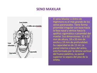 SENO MAXILAREl seno Maxilar o Antro de Highmore es el más grande de los senos paranasales. Tiene forma piramidal irregular con base hacia la fosa nasal y vértice hacia la apófisis cigomática o piramidal del maxilar. Sus dimensiones: 31 a 32 mm de altura, 18 a 20 mm de ancho y 19 mm de profundidad. Su capacidad es de 15 ml. La pared interna o base del antro, está formada por la lámina vertical del hueso palatino, su pared superior la separa del piso de la órbita. 