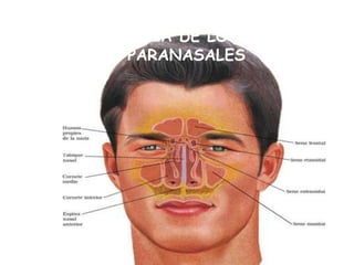 FISIOLOGIA DE LOS SENOS PARANASALES