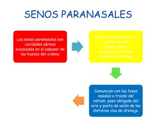SENOS PARANASALES