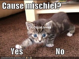LOLcat break 