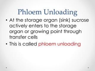 Phloem Unloading 
• At the storage organ (sink) sucrose 
actively enters to the storage 
organ or growing point through 
transfer cells 
• This is called phloem unloading 
 