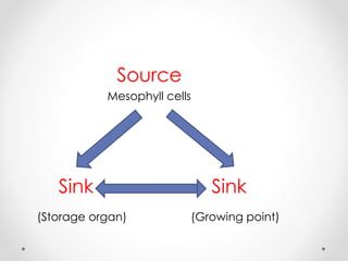 Source 
Mesophyll cells 
Sink Sink 
(Storage organ) (Growing point) 
 