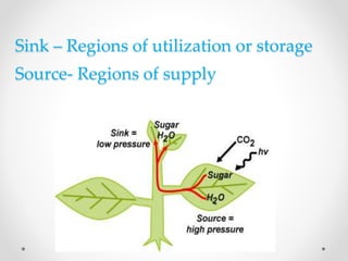 Sink – Regions of utilization or storage 
Source- Regions of supply 
 
